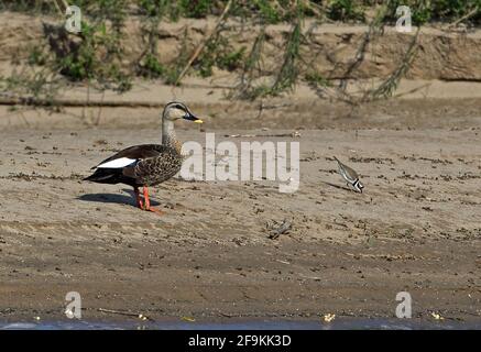 Indian Spot-billed Duck (Anas poecilorhyncha hartingoni) and Little Ringed Plover (Charadrius dubius) adult duck on sandy island with plover feeding n Stock Photo