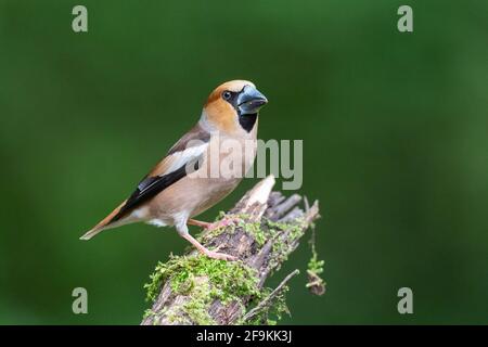 hawfinch, Coccothraustes coccothraustes, single adult male perched on branch of tree, Hungary Stock Photo