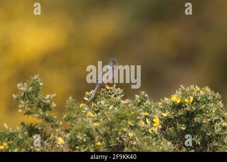 A beautiful singing Dartford Warbler (Sylvia undata) perching on a Gorse bush in springtime. Stock Photo