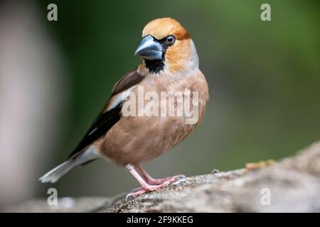 hawfinch, Coccothraustes coccothraustes, single adult male perched on the ground, Hungary Stock Photo