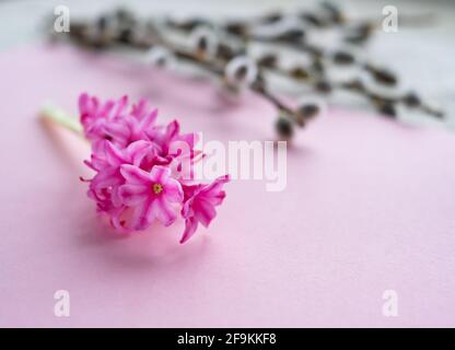Pink hyacinth flowers and willow branches on the pink background with the copy space for your text Stock Photo