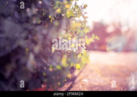 Gray eucalyptus branches in the morning sunshine. Stock Photo