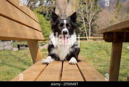 A wonderful border collie puppy relaxes lying on a wooden bench in the woods Stock Photo