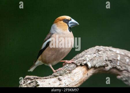 hawfinch, Coccothraustes coccothraustes, single adult male perched on branch of tree, Hungary Stock Photo