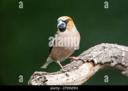 hawfinch, Coccothraustes coccothraustes, single adult male perched on branch of tree, Hungary Stock Photo