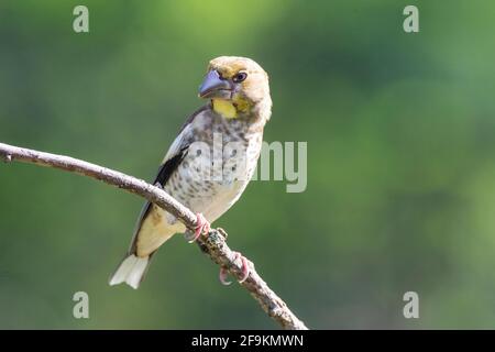 hawfinch, Coccothraustes coccothraustes, single juvenile perched on branch of tree, Hungary Stock Photo