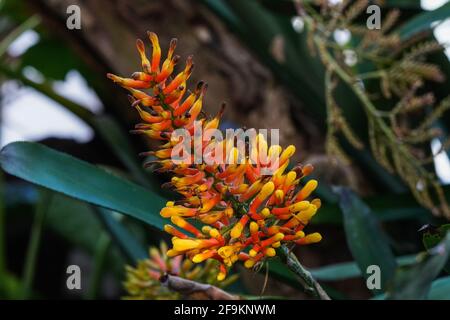 Closeup of Aloe cryptopoda, also known as Yellow Aloe and Aloe cryptopoda Baker. It is a species of flowering plant in the Asphodelaceae family. Stock Photo
