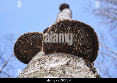 Birch polypores on  dead birch tree in closeup Stock Photo