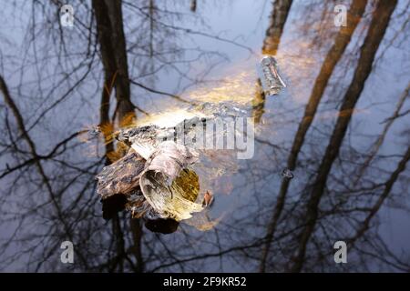 Dead wood birch in swamp waters reflecting other trees Stock Photo