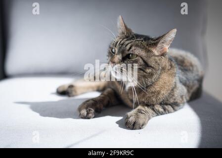 tabby domestic shorthair cat lying in the sun on a gray couch Stock Photo