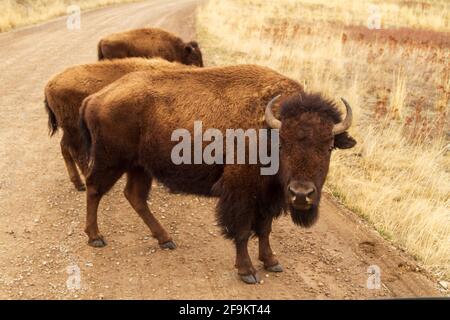 A bull bison (bison bison) standing with other bison on a gravel road in the National Bison Range, Mission Valley, Montana, USA. Stock Photo