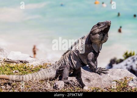 Black Iguana at the ruins of the ancient Maya city Tulum, Mexico. People at the beach in the background, out of focus. Stock Photo