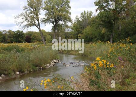 A field of wildflowers growing between a shallow river and a forest in Petrifying Springs Park in Kenosha, Wisconsin Stock Photo
