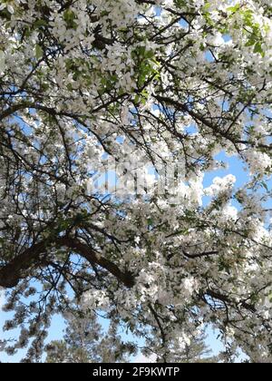 Spring Snow Crabapple Tree In Bloom Stock Photo Alamy