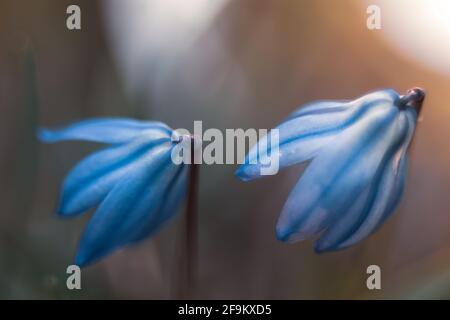 Siberian onion, early spring flower Stock Photo - Alamy
