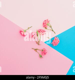 Colorful background with pink roses flowers. Flat lay. Top view Stock Photo