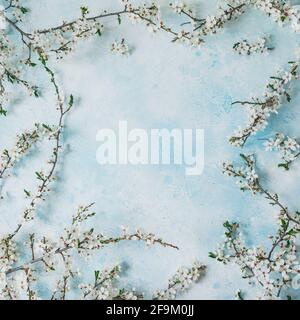 Floral frame with blooming spring white flowers on blue background. Flat lay, top view. Spring time background. Stock Photo