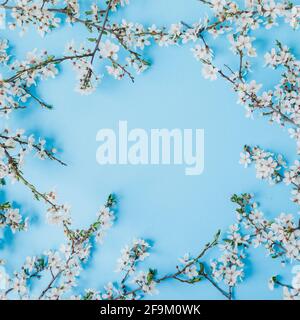 Floral frame of blooming spring white flowers isolated on blue background. Flat lay, top view. Spring time background. Stock Photo