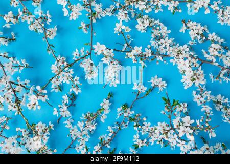 Floral pattern of blooming spring white flowers on blue background. Flat lay, top view. Spring time background. Stock Photo