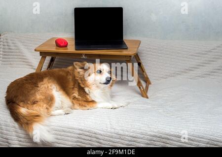 laptop and a computer mouse on a laptop stand on a bed. Concept working remotely. Dog next to a laptop Stock Photo