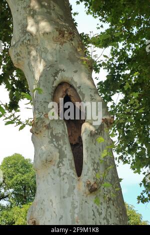 Tree with hole in trunk Stock Photo