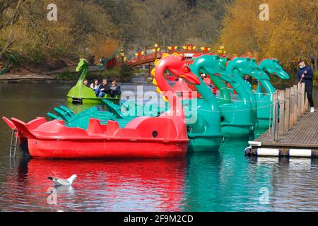 An assistant is sanitising Dragon Boat Pedalos at Peasholm Park in Scarborough,North Yorkshire Stock Photo