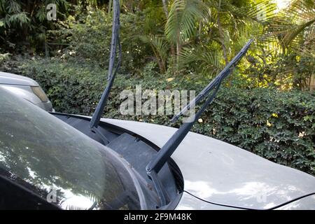 Raised black dusty windshield wipers on a small silver four door sedan, with a dusty windshield and hood. Sitting in a driveway in front of a hedge. Stock Photo