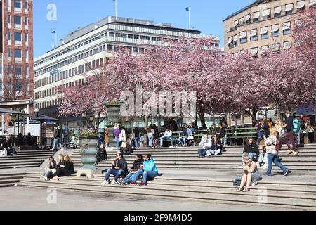 Stockholm, Sweden - April 19, 2021: People are sitting next to the flowering Japanese cherry trees in the Kungstradgarden public park. Stock Photo