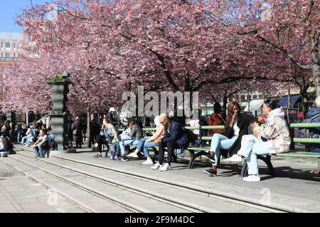 Stockholm, Sweden - April 19, 2021: People are sitting next to the flowering Japanese cherry trees in the Kungstradgarden public park. Stock Photo