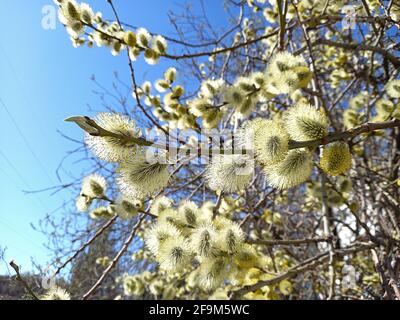 spring. Blossoming tree, fluffy willow, willow branch. Stock Photo