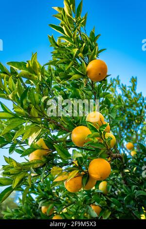 Oranges branch with green leaves on tree Stock Photo