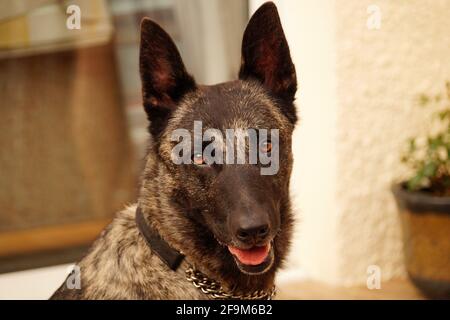 Dutch Shepherd Dog Looking at Camera with Brown Eyes and mouth open Stock Photo