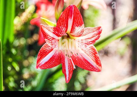 Amaryllis Flaming Peacock, Lilium, Lily, Red and White Double Amaryllis, Amaryllis Bulbs, Amaryllis Flowers Amaryllis Plants, Flaming Amaryllis Peacock, Flowers, Pink, Striped, Petals, Houseplant, Plant, Spring ... ( Photo by Luis Gutierrez / Norte Photo)  Amaryllis Flaming Peacock,Lilium, lirio, Amarilis doble roja y blanca, Amaryllis Bulbs, Amaryllis Flowers  Amaryllis Plants, pavo real llameante de la amarilis, las flores, Rosa, a rayas, pétalos, planta de interior, planta, primavera ... (Photo by Luis Gutierrez / Norte Photo) Stock Photo