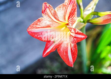 Amaryllis Flaming Peacock, Lilium, Lily, Red and White Double Amaryllis, Amaryllis Bulbs, Amaryllis Flowers Amaryllis Plants, Flaming Amaryllis Peacock, Flowers, Pink, Striped, Petals, Houseplant, Plant, Spring ... ( Photo by Luis Gutierrez / Norte Photo)  Amaryllis Flaming Peacock,Lilium, lirio, Amarilis doble roja y blanca, Amaryllis Bulbs, Amaryllis Flowers  Amaryllis Plants, pavo real llameante de la amarilis, las flores, Rosa, a rayas, pétalos, planta de interior, planta, primavera ... (Photo by Luis Gutierrez / Norte Photo) Stock Photo