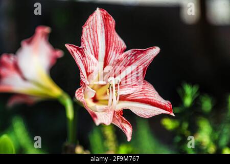 Amaryllis Flaming Peacock, Lilium, Lily, Red and White Double Amaryllis, Amaryllis Bulbs, Amaryllis Flowers Amaryllis Plants, Flaming Amaryllis Peacock, Flowers, Pink, Striped, Petals, Houseplant, Plant, Spring ... ( Photo by Luis Gutierrez / Norte Photo)  Amaryllis Flaming Peacock,Lilium, lirio, Amarilis doble roja y blanca, Amaryllis Bulbs, Amaryllis Flowers  Amaryllis Plants, pavo real llameante de la amarilis, las flores, Rosa, a rayas, pétalos, planta de interior, planta, primavera ... (Photo by Luis Gutierrez / Norte Photo) Stock Photo