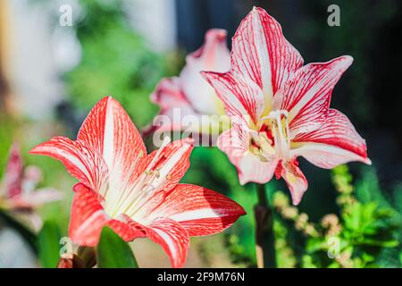 Amarilis hi-res stock photography and images - Page 4 - Alamy