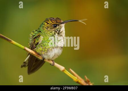 Coppery-headed Emerald - Elvira cupreiceps small hummingbird endemic to Costa Rica, bird feeds on nectar and small invertebrates, Pacific slope of Gua Stock Photo