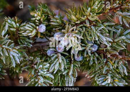 Frosty Common Juniper, Juniperus communis, in Rock Creek Valley along Beartooth Highway, Montana, USA Stock Photo