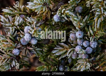 Frosty Common Juniper, Juniperus communis, in Rock Creek Valley along Beartooth Highway, Montana, USA Stock Photo