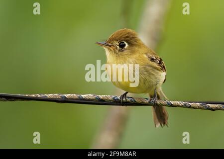 Yellowish Flycatcher - Empidonax flavescens - small passerine bird in the tyrant flycatcher family. It breeds in highlands from southeastern Mexico so Stock Photo