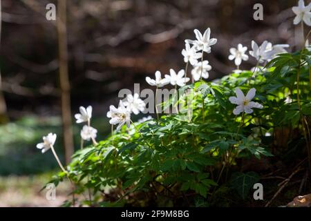 Anemone nemorosa, the wood anemone, is an early-spring flowering plant in the buttercup family Ranunculaceae, Fife, Scotland Stock Photo
