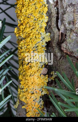close-up of yellow lichen on a tree branch in the middle of green vegetation Stock Photo