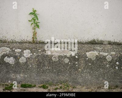 Curbstone with moss cover, in front of wall with plant which permeates itself. Example of the will to assert, a plant prevails in a stone artificial Stock Photo