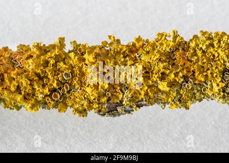 close-up of yellow lichen on a tree branch Stock Photo