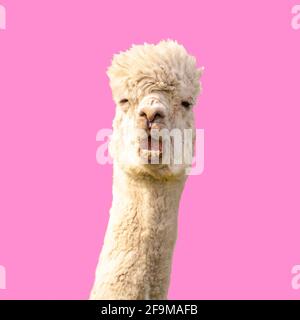 Funny alpaca llama on pink background Stock Photo