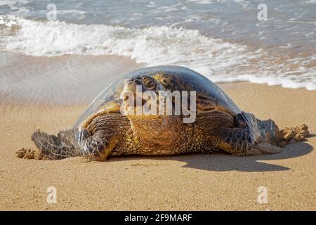 Hawaiian green sea turtle yawning on beach in face on low angle close up image. Stock Photo
