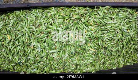 Sweet Corn. Large amount of fresh sweetcorn. Stock Photo