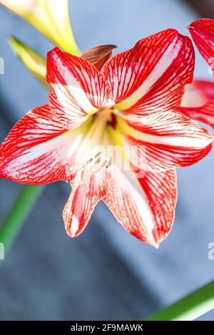 Amaryllis Flaming Peacock, Lilium, Lily, Red and White Double Amaryllis, Amaryllis Bulbs, Amaryllis Flowers Amaryllis Plants, Flaming Amaryllis Peacock, Flowers, Pink, Striped, Petals, Houseplant, Plant, Spring ... ( Photo by Luis Gutierrez / Norte Photo)  Amaryllis Flaming Peacock,Lilium, lirio, Amarilis doble roja y blanca, Amaryllis Bulbs, Amaryllis Flowers  Amaryllis Plants, pavo real llameante de la amarilis, las flores, Rosa, a rayas, pétalos, planta de interior, planta, primavera ... (Photo by Luis Gutierrez / Norte Photo) Stock Photo