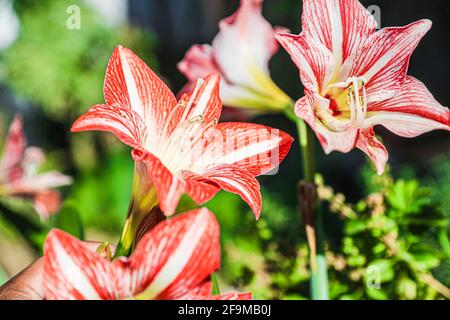 Amaryllis Flaming Peacock, Lilium, Lily, Red and White Double Amaryllis, Amaryllis Bulbs, Amaryllis Flowers Amaryllis Plants, Flaming Amaryllis Peacock, Flowers, Pink, Striped, Petals, Houseplant, Plant, Spring ... ( Photo by Luis Gutierrez / Norte Photo)  Amaryllis Flaming Peacock,Lilium, lirio, Amarilis doble roja y blanca, Amaryllis Bulbs, Amaryllis Flowers  Amaryllis Plants, pavo real llameante de la amarilis, las flores, Rosa, a rayas, pétalos, planta de interior, planta, primavera ... (Photo by Luis Gutierrez / Norte Photo) Stock Photo