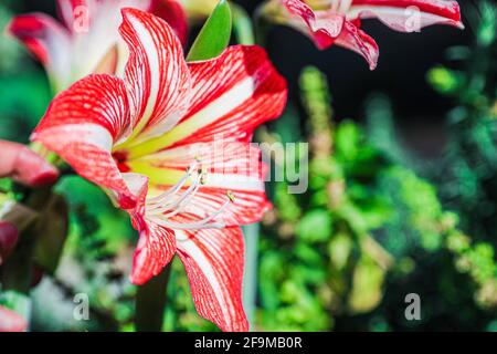 Amaryllis Flaming Peacock, Lilium, Lily, Red and White Double Amaryllis, Amaryllis Bulbs, Amaryllis Flowers Amaryllis Plants, Flaming Amaryllis Peacock, Flowers, Pink, Striped, Petals, Houseplant, Plant, Spring ... ( Photo by Luis Gutierrez / Norte Photo)  Amaryllis Flaming Peacock,Lilium, lirio, Amarilis doble roja y blanca, Amaryllis Bulbs, Amaryllis Flowers  Amaryllis Plants, pavo real llameante de la amarilis, las flores, Rosa, a rayas, pétalos, planta de interior, planta, primavera ... (Photo by Luis Gutierrez / Norte Photo) Stock Photo